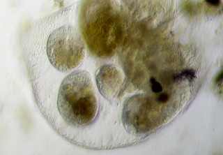 Abb. 4: Vier Tiere weiden einen toten Blattfußkrebs aus.