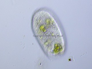 Abb. 5: Als Theronten bezeichnet man Exemplare, welche weniger gut genährt erscheinen.