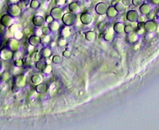 Abb. 3a: Mundreuse in der Ausschnittvergrößerung.