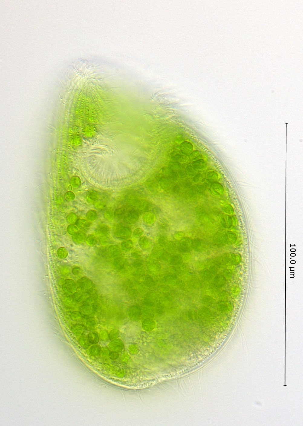 Climacostomum_virens-ventral.jpg