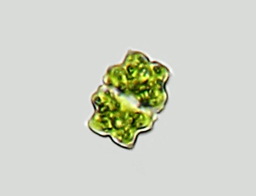 euastr.subalpinum.gw6.jpg