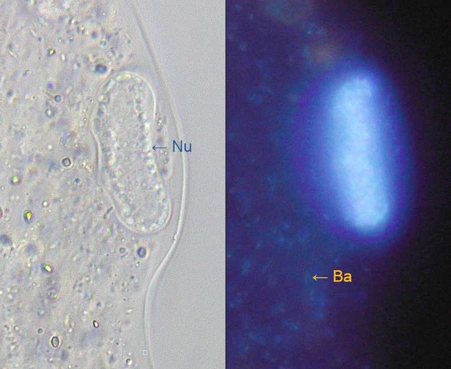 A.proteus-BF-FL-63x.jpg