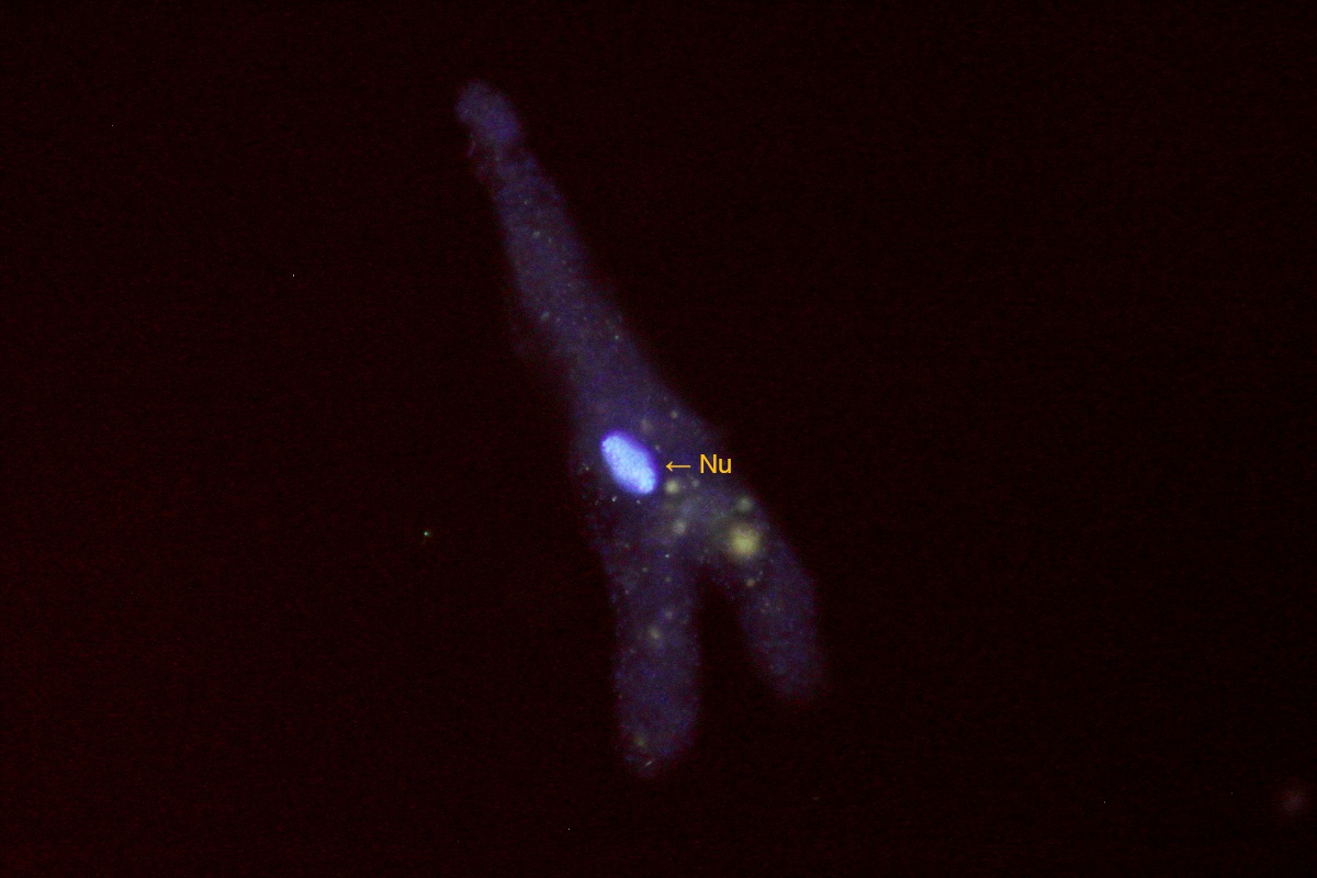 A.proteus-FL.jpg