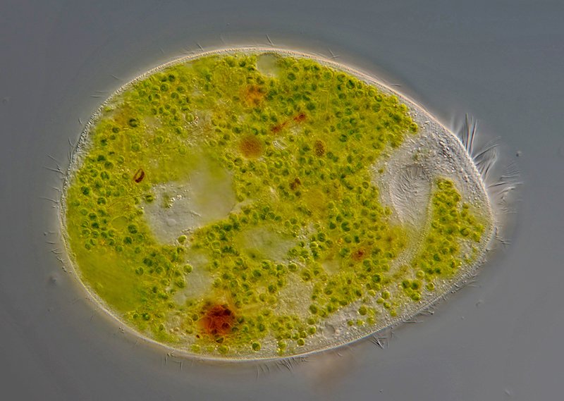 MM Climacostomum virens 01 800 - 250x160 µm.jpg
