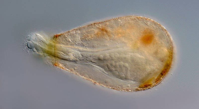 PLM Habrotrocha angusticollis var. angusticollis 02-800 - 170 µm.jpg