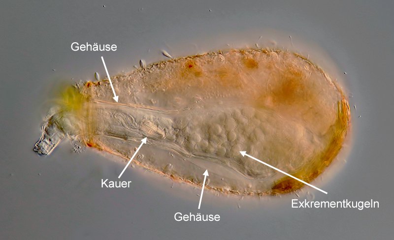 PLM Habrotrocha angusticollis var. angusticollis 03-800 - 170 µm.jpg