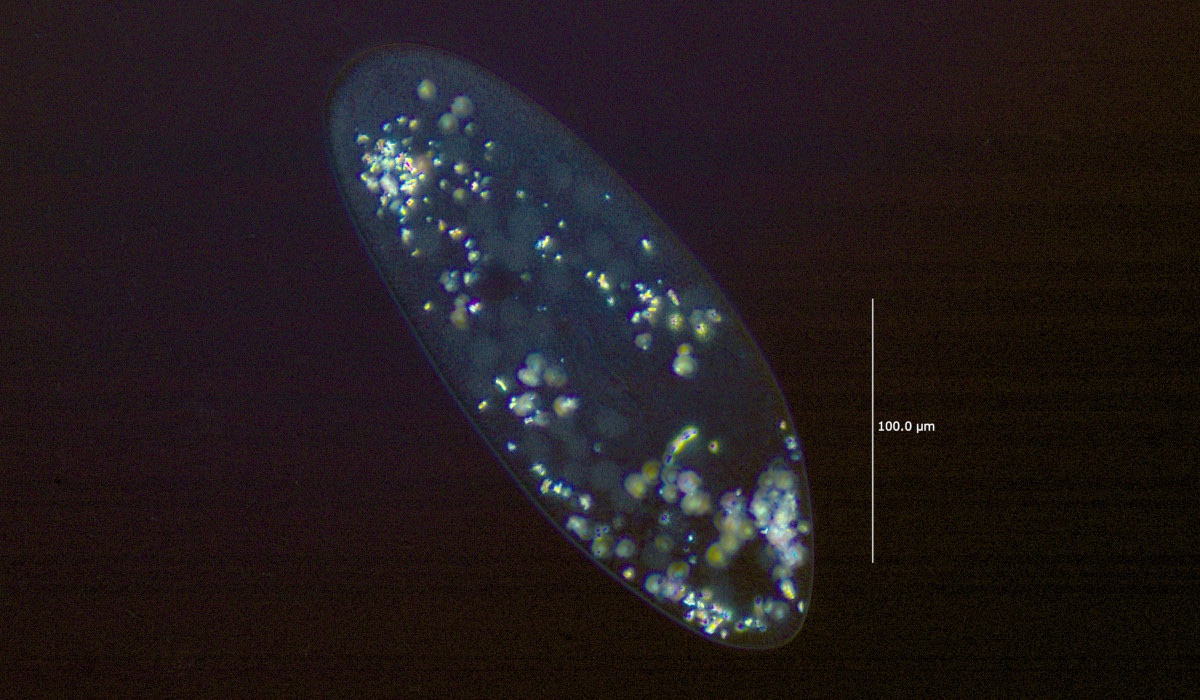 Paramecium_caudatum_Pol_LD-LCI-PlanApo-25x.jpg