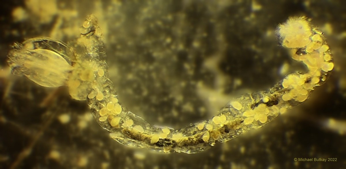 Ophryoglena flava_MG_9997.jpg