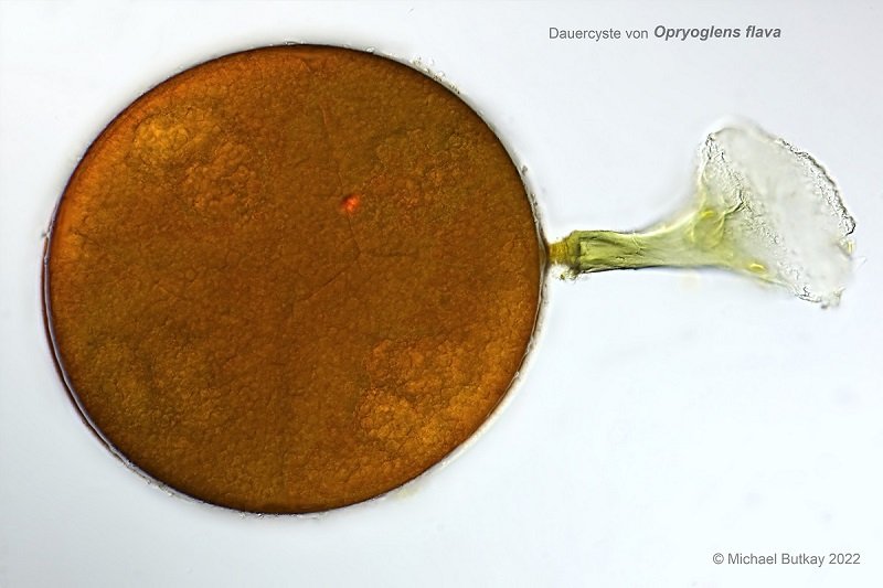 Dauercyste Ophryoglens flava_1i4a9030_hf.jpg