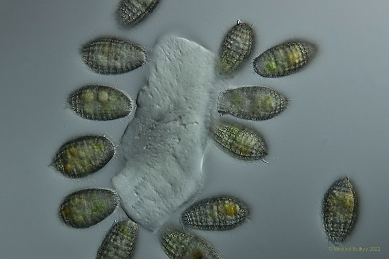 Coleps hirtus.jpg