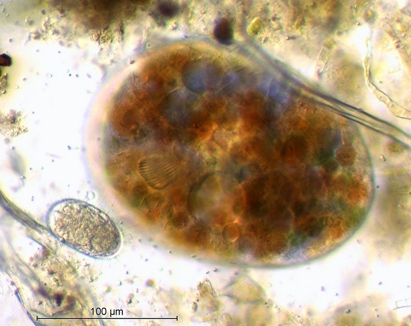 Ophryoglena spec.jpg