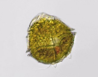 peridinium.bipes.p1.jpg