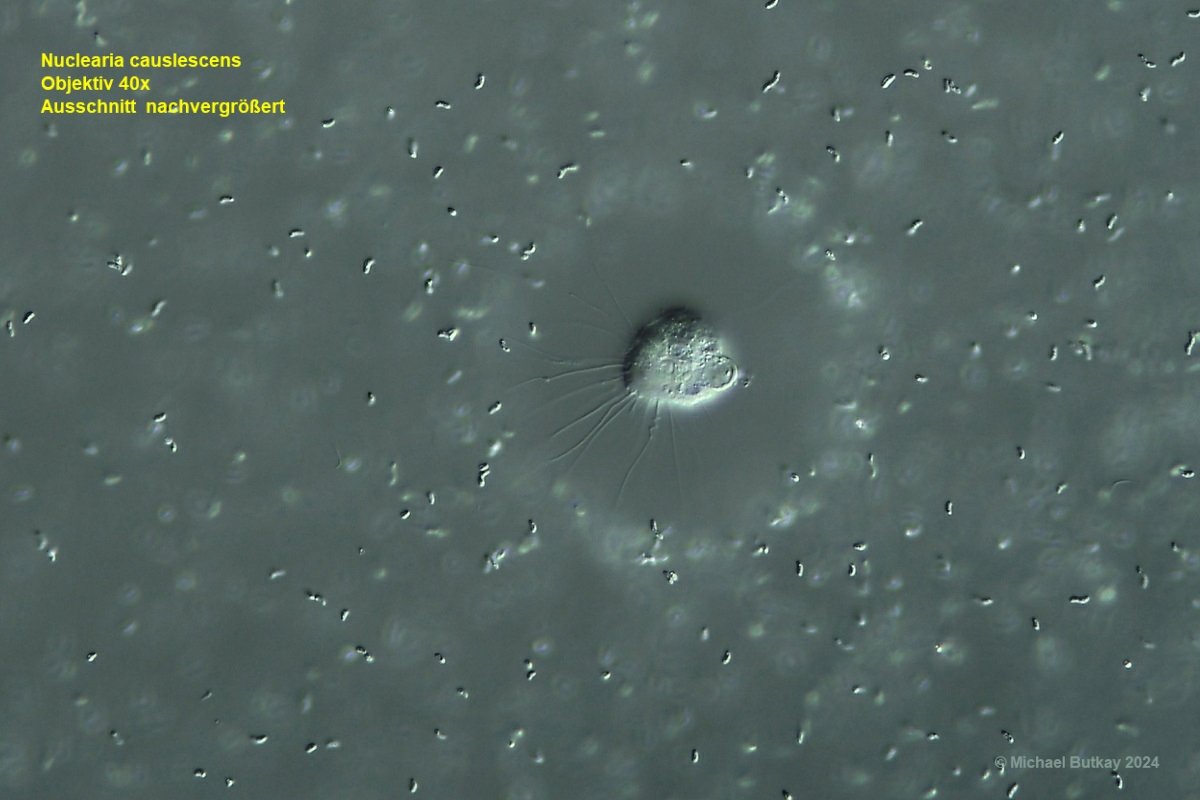 Nuclearia causlescens-nachvergrößert.jpg