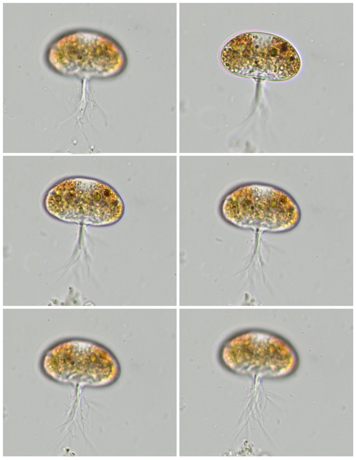 Rhogostoma spec..jpg