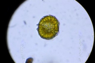 peridinium.JPG