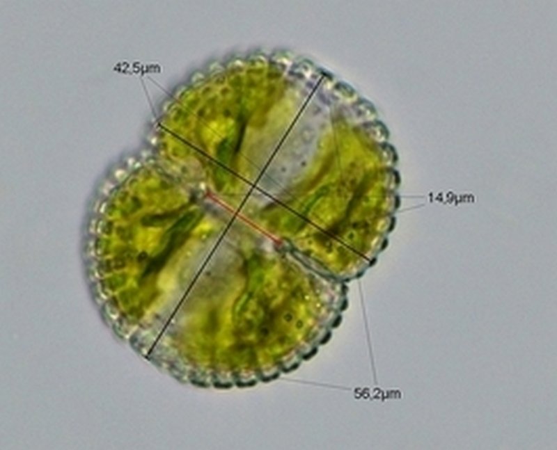Cosmarium subspeciosum.jpg
