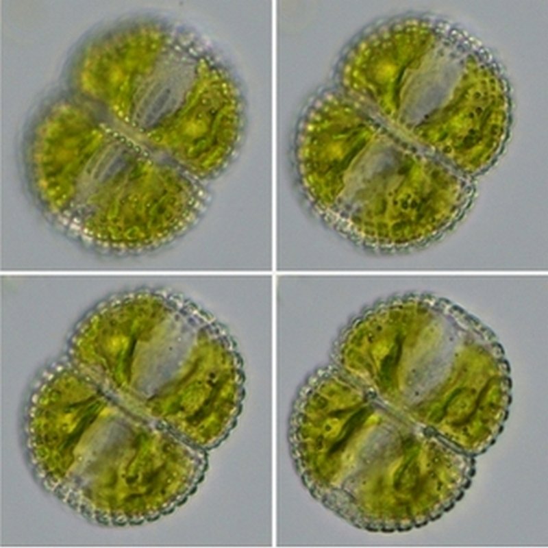 Cosmarium subspeciosum_1.jpg