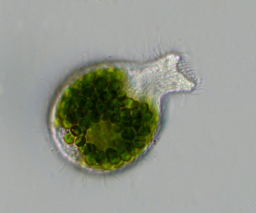 Ciliat_Image_18.jpg