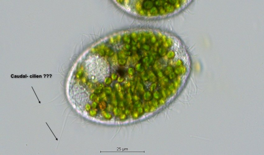 Ciliat_Image_20.jpg