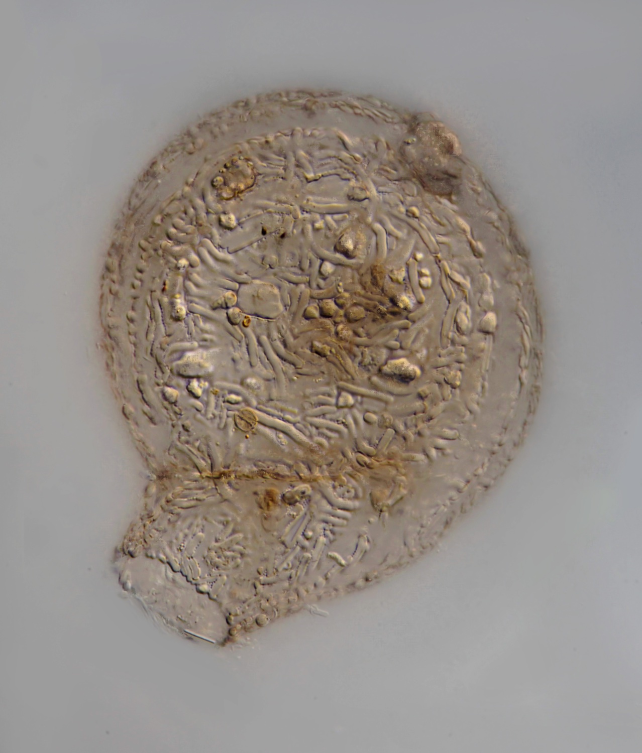 PSW Lesquereusia spiralis 01.jpeg