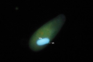 Nassulopsis_elegans-4.jpg