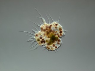 Mastigamoeba_C2.jpg