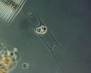 Acanthoceras zachariasii 8.JPG