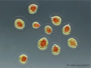 Haematococcus_p_DIC_2.jpg