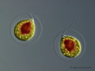 Haematococcus_p_DIC_5.jpg