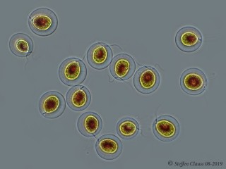 Haematococcus_p_Phv_1.jpg