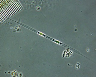 Rhizosolenia longiseta 11.JPG
