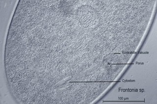 Frontonia Mundfeld IMG_6325 klein + 2 .jpg