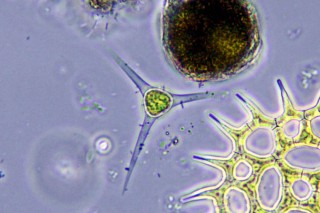 Treubaria triappendiculata 5.JPG