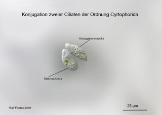 Konjugation Ciliaten 2 _0612.jpg