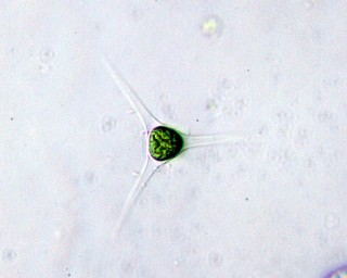 Treubaria triappendiculata 9.JPG