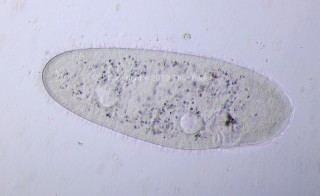 Ophryoglena-1.jpg