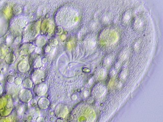 Ophryoglena-3.jpg