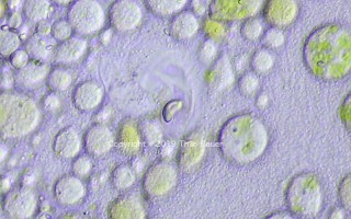 Ophryoglena-4.jpg