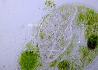 Ophryoglena-2.jpg