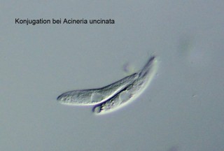 Abb. 2: Ausschnittsvergrößerung aus Abb. 1 - Konjugation