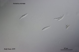 Abb. 1: Mikroskopisches Übersichtsbild