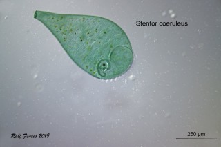 Stentor coeruleus Habitus Text_2634.jpg
