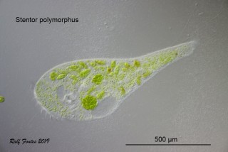 Stentor polymorphus Habitus 2 Text_2604.jpg