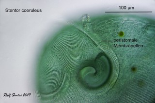 Stentor coeruleus Cytostom 2 Mund_2657.jpg