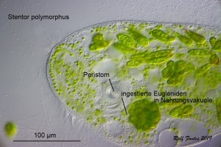 Stentor polymorphus 2 detail Text_2609.jpg