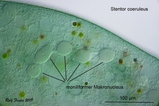 Stentor coeruleus Makronukleus 2 Text_2649.jpg
