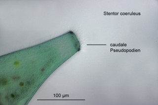 Stentor coeruleus caudal Text _2647.jpg