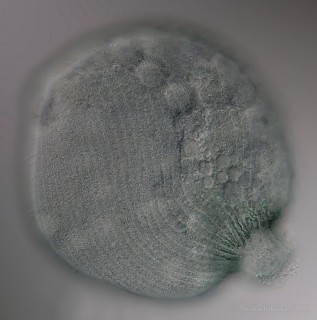 Stentor coreuleus_I4A8176_2019-12-22a.jpg