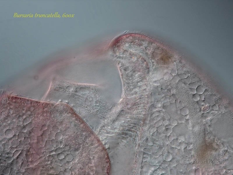 005_Bursaria truncatella_a.jpg