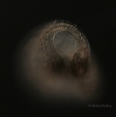 006_Hufeisen B truncatella_8669.jpg